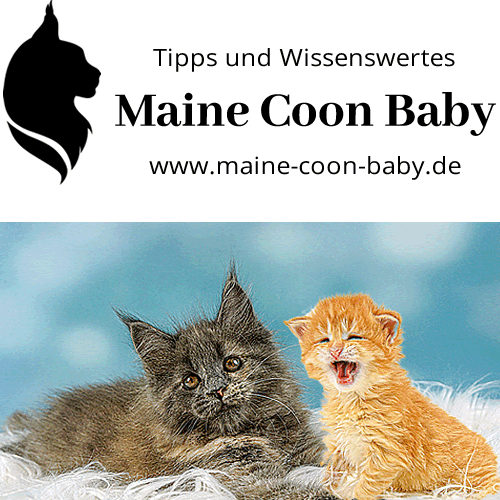 10 Tipps zum Kauf von Maine Coon Kitten